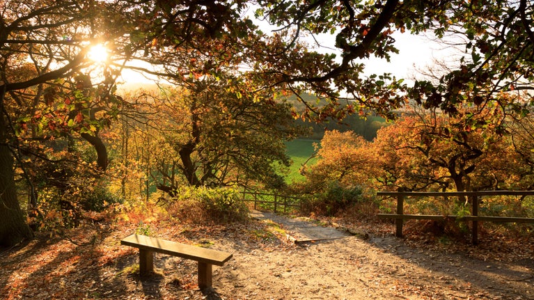 Low autumn sun shining through tree branches at Sheringham Park, Norfolk